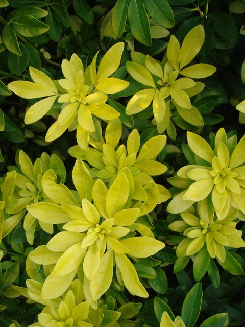 Choisya ternata 'Sundance'